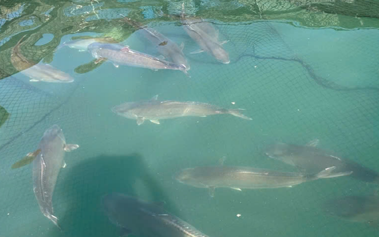 Key to Vietnam's success in becoming first country to breed amberjack