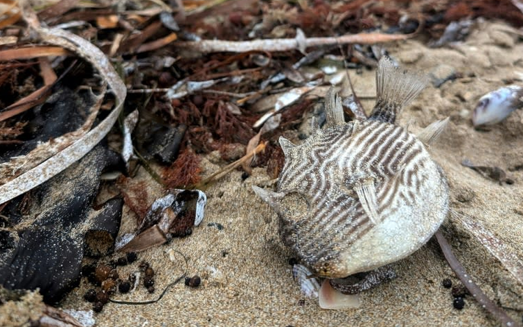 Toxic algae killing marine life off Australian coast