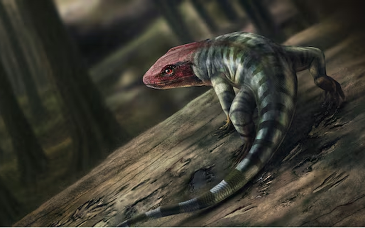 Ancient footprints from Australia reveal earliest-known reptile