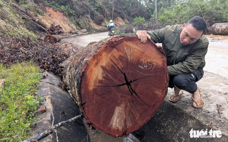 Thousands of giant trees felled for road project in Vietnam’s Central Highlands