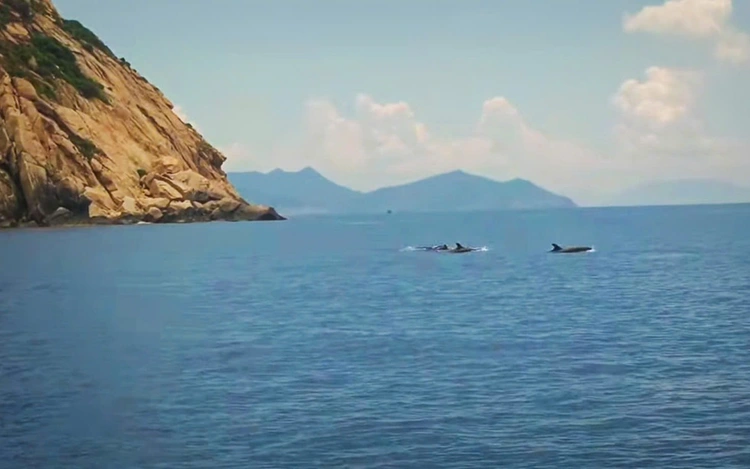 Nearly 100 dolphins dance through Vietnam’s Nha Trang Bay