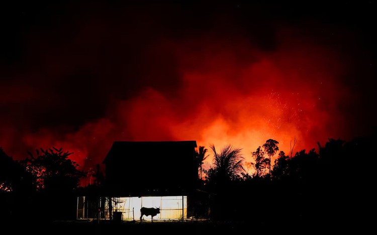 Amazon fires drive unprecedented global forest loss in 2024, report says