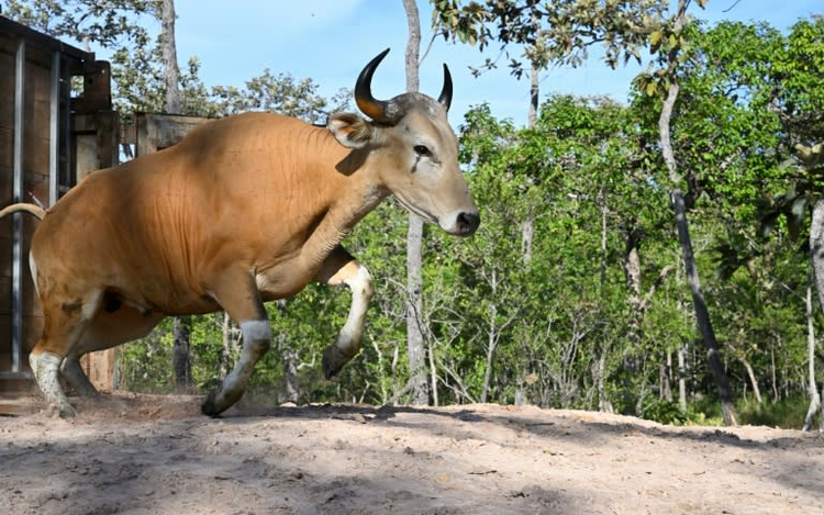 Rare wild cattle herded in Cambodia by helicopter