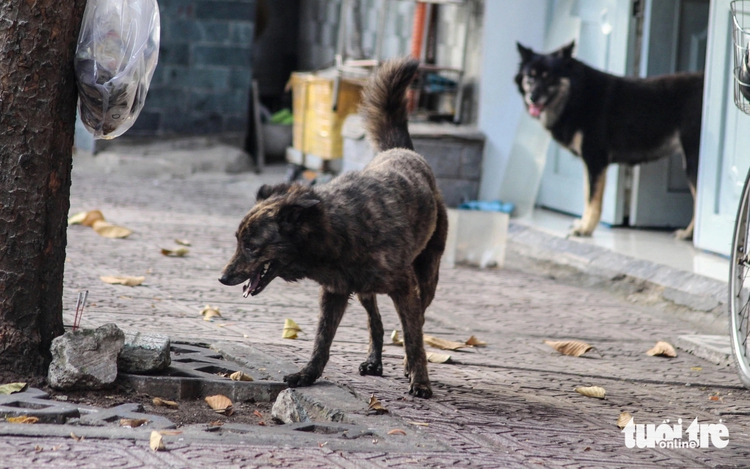 3-year-old child dies of rabies after stray dog bite in Vietnam’s Gia Lai