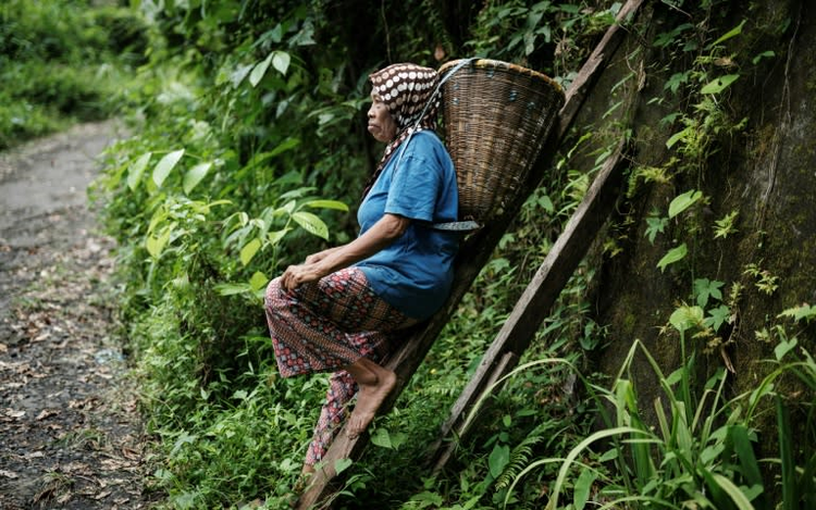 Climate change takes spice from Indonesia clove farms