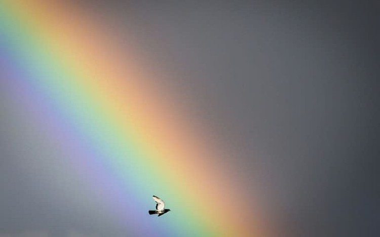 Pricing birdsong: EU mulls nature credits to help biodiversity