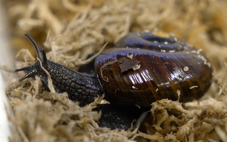 What the shell: scientists marvel as NZ snail lays egg from neck