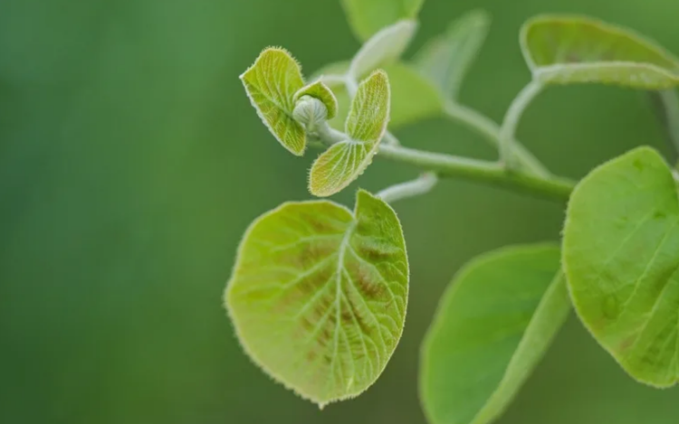 'Moving forward': the Gen-Z farmer growing Fukushima kiwis
