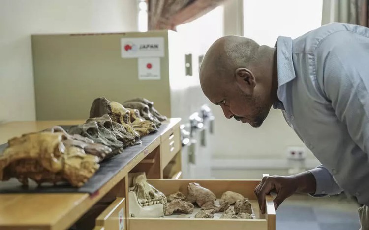 New T-Rex ancestor discovered in drawers of Mongolian institute