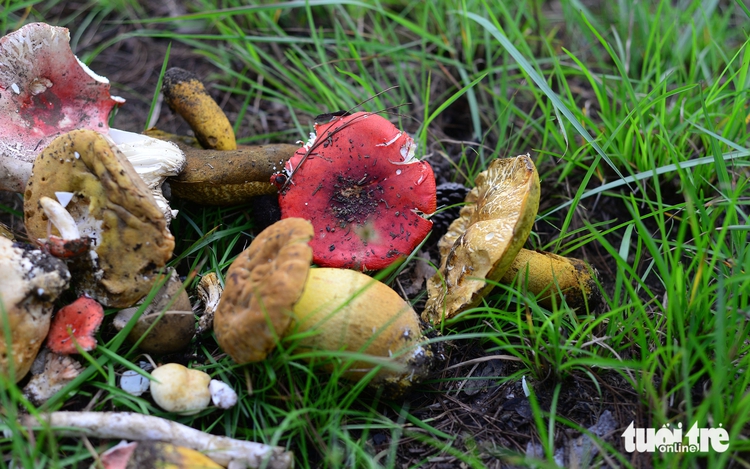 Wild mushroom foraging amid rainy season sparks poisoning cases in Vietnam’s Da Lat