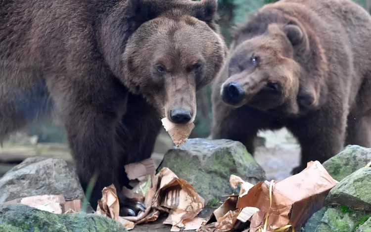 Electric fences, drones, dogs protect G7 leaders from bear attack