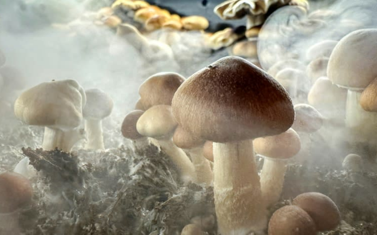 New Zealand approves medicinal use of 'magic mushrooms'