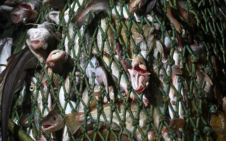 World coming up short on promised marine sanctuaries