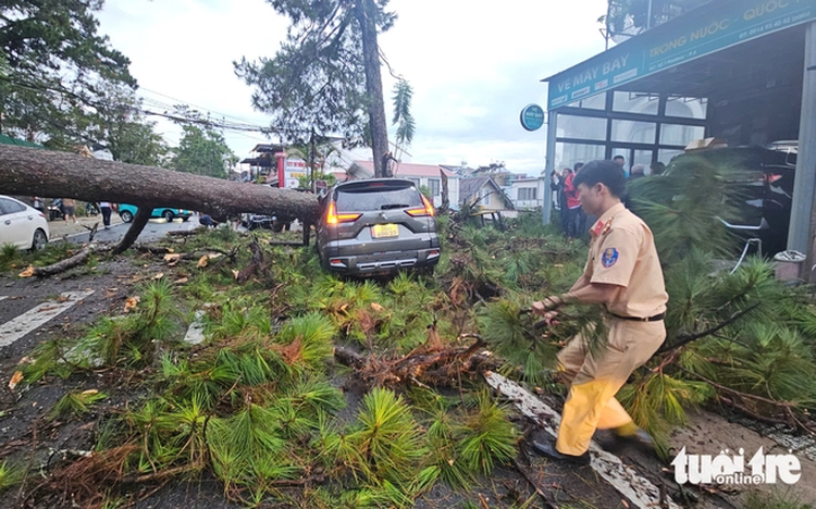 Ancient pine tree falls on moving car during heavy rain in Vietnam’s Da Lat