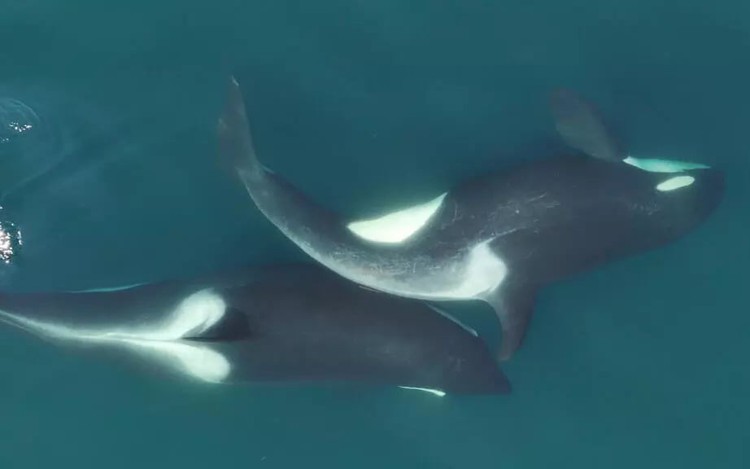 Killer whales spotted grooming each other with seaweed