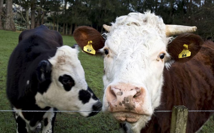 Cow tech startup becomes New Zealand's latest unicorn in $100 million fundraise