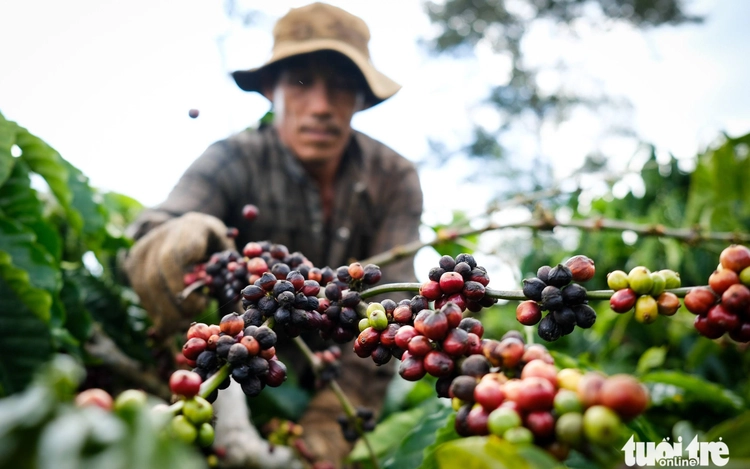 Asia coffee: Prices fall further in Vietnam, premiums rise in Indonesia