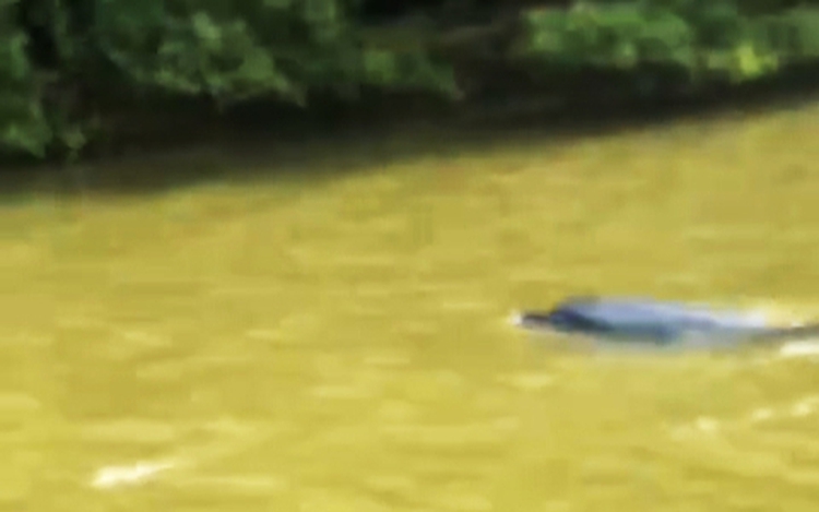 Dolphin spotted swimming in southern Vietnam river