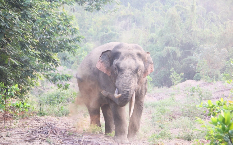 Wild elephant kills man in Vietnam's Dong Nai Province