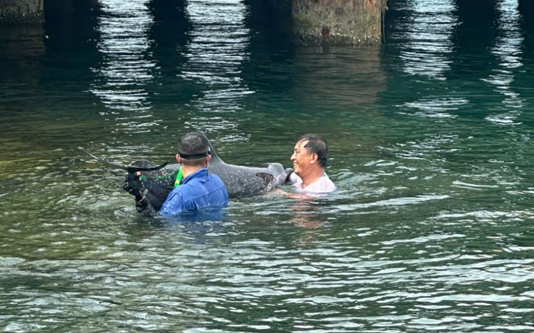 Dolphin found stranded at Da Nang port