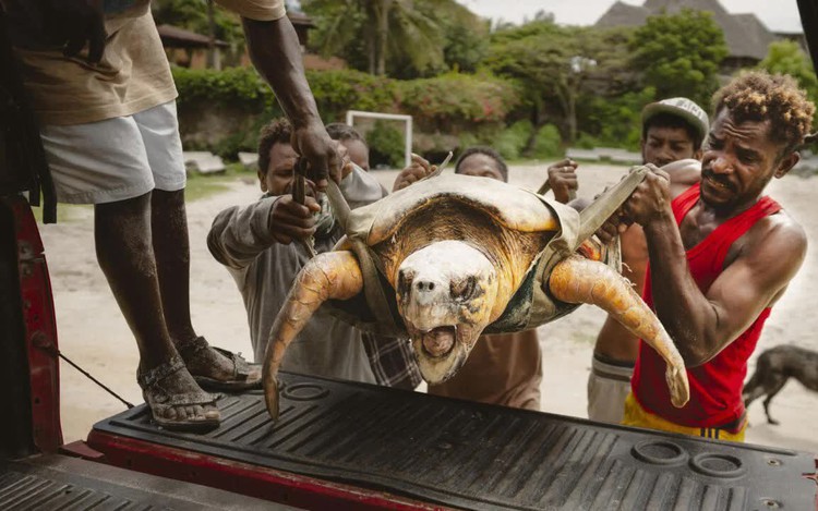 The Bright Side: Kenya NGO on a mission to save turtles from nets, plastics and rising tides