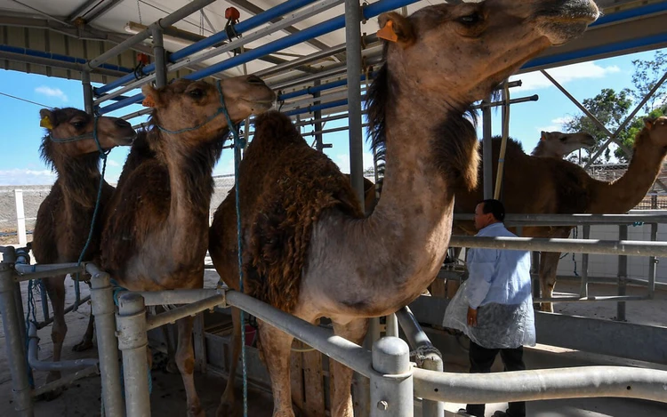 In Tunisia's arid south, camel milk offers hope for economic gain