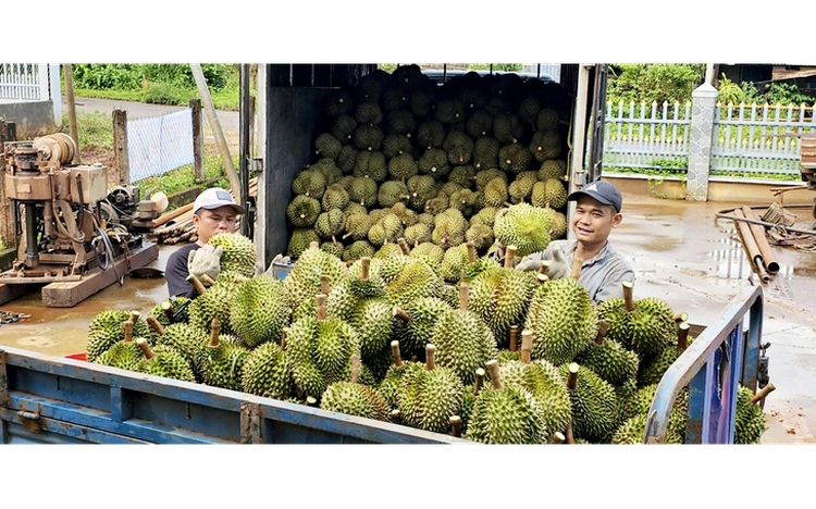 Vietnam spends over $9mn on durian imports despite domestic abundance