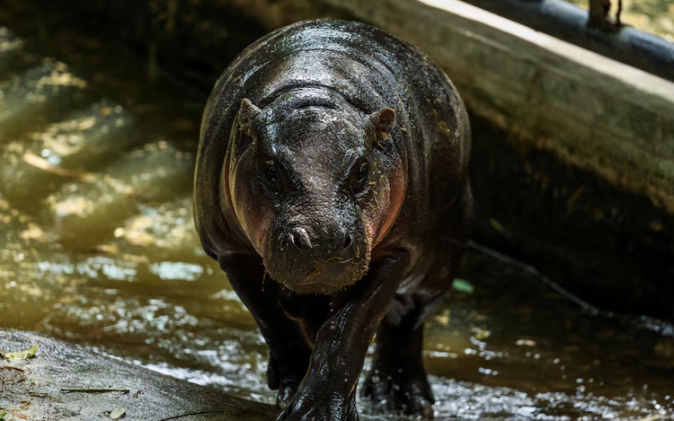 Thailand's hippo Moo Deng draws crowds at first birthday bash