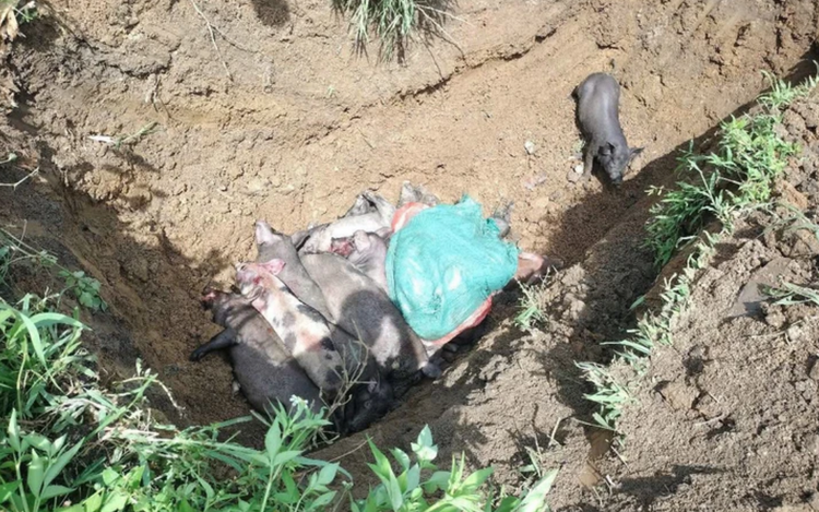 Several localities in northern Vietnam report new African swine fever outbreaks