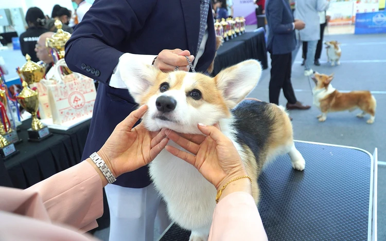 Hundreds of rare dogs, ‘cat beauties’ gather in Da Nang for central Vietnam’s first pet contest