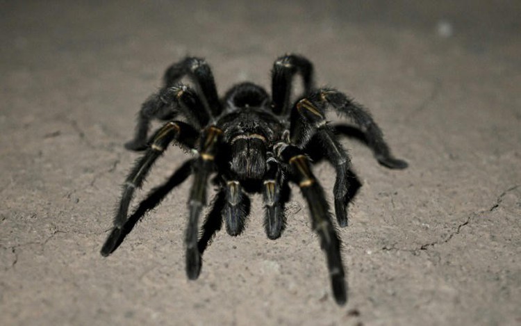 Creepy find: German customs net tarantulas in cookie shipment