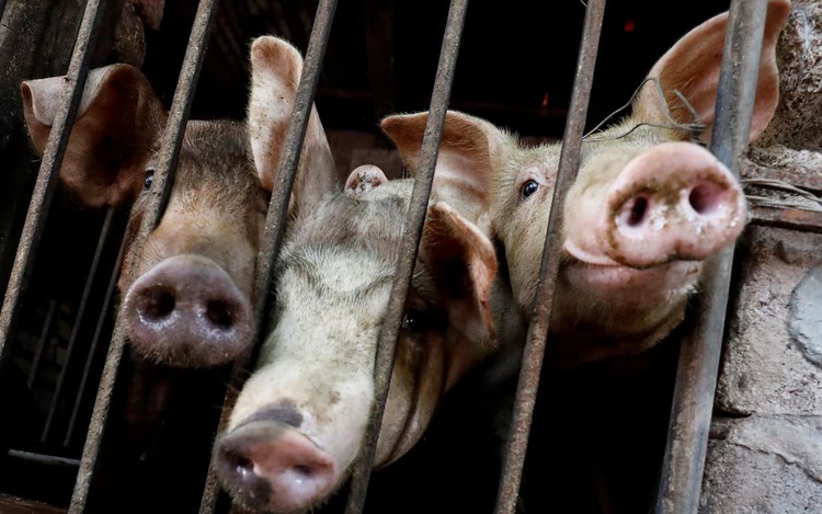 Vietnam warns of food supply disruptions as African swine fever spreads
