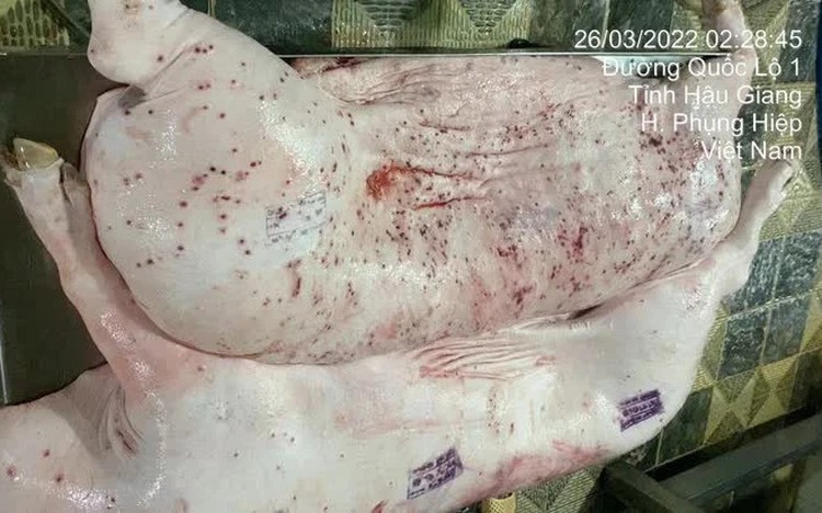 No criminal signs found in diseased-meat allegations against C.P. Vietnam: police