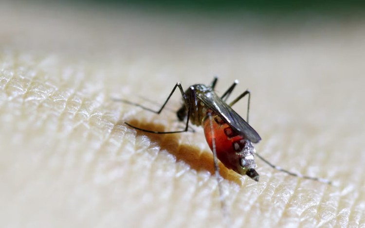 World Health Organization raises concern about spread of mosquito-borne Chikungunya virus