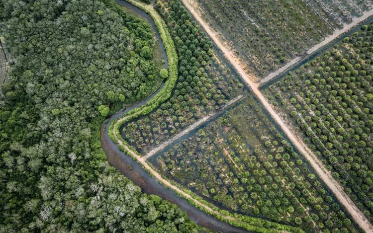 'Lungs of the Earth': the Indonesians fighting for peatland