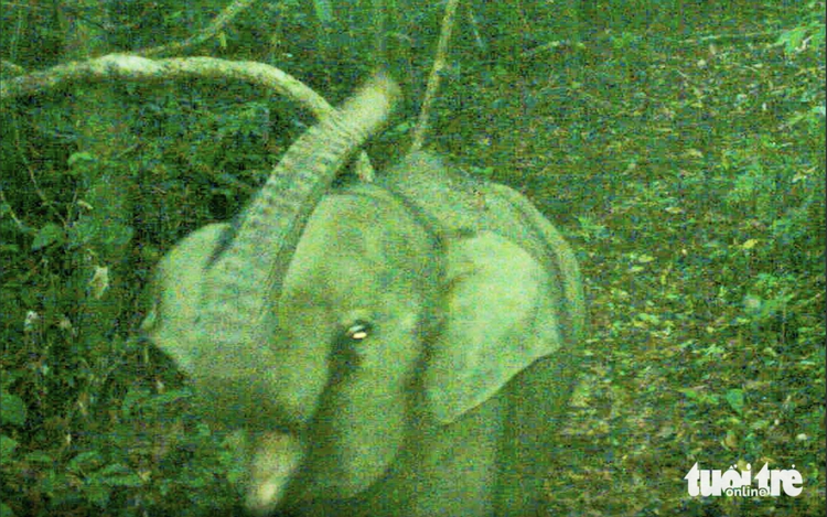 Baby elephant spotted via camera trap in Da Nang