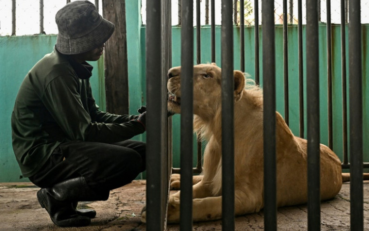 'Absolute madness': Thailand's pet lion problem