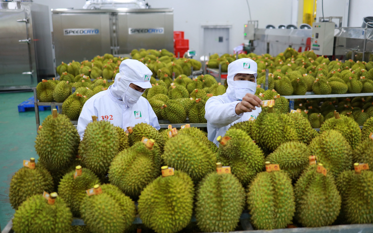 Chinese delegation highly values Vietnamese durians after on-site inspection