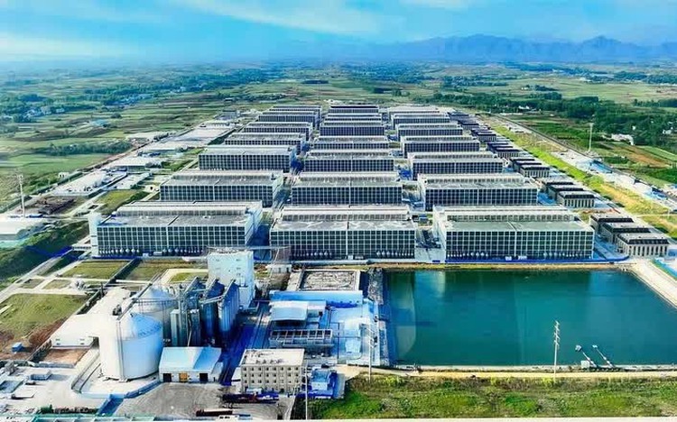 Ministry proposes high-rise pig farming trial in Vietnam