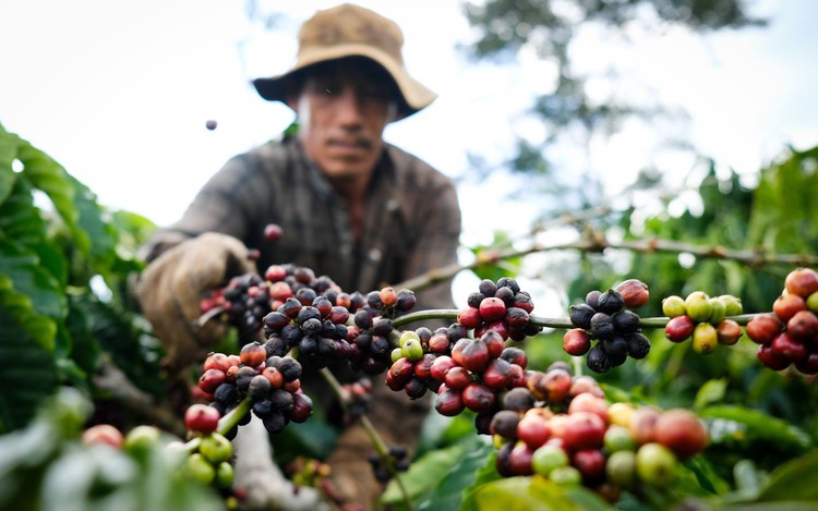 US tariff response: Ministry outlines 3 scenarios for Vietnam’s agro-forestry-fishery sector