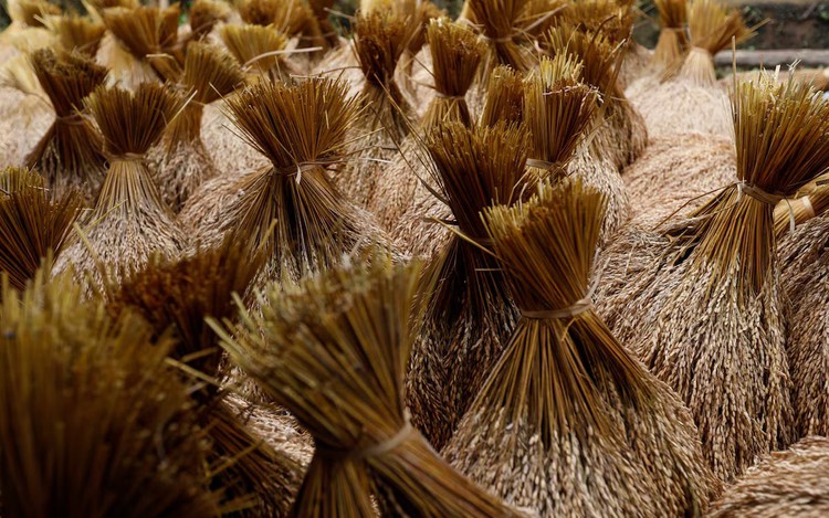 Vietnam, Indonesia agree to sign rice trade deal as shipments plunge