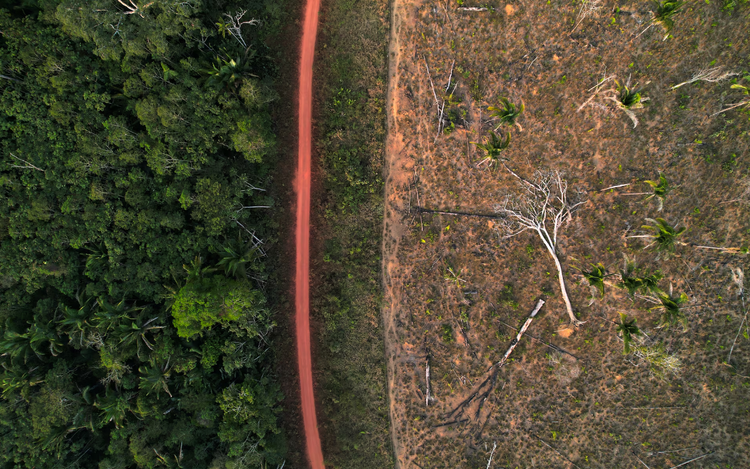 Illegal loggers profit from Brazil’s carbon credit projects