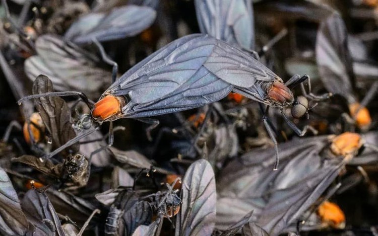Rotten insects, viral videos and climate change: S.Korea battles 'lovebug' invasion