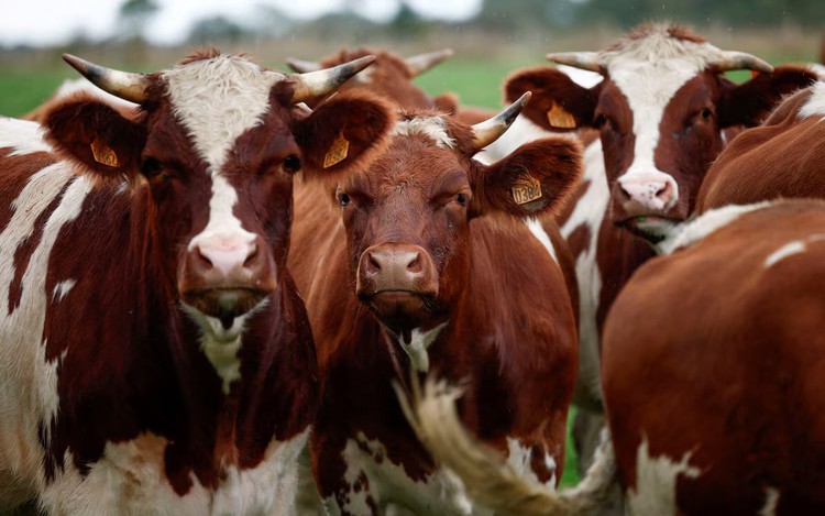 France battles rapid spread of viral cattle disease in cheese regions