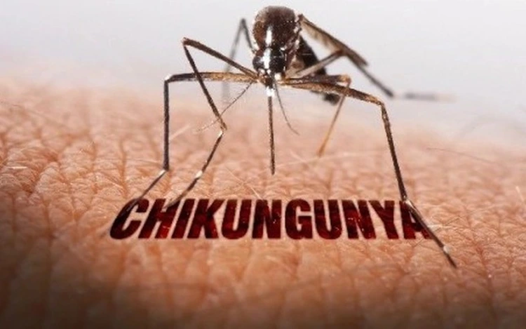 Chikungunya not yet detected in Ho Chi Minh City but caution advised: health authorities