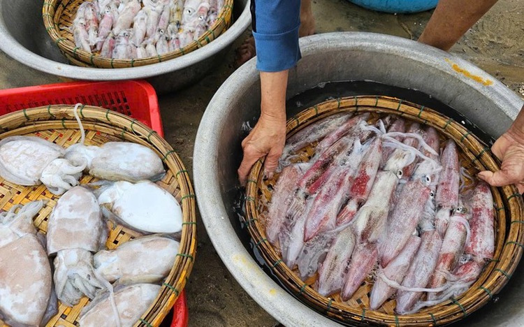 Vietnam’s squid, octopus exports to Thailand surge 37% in H1