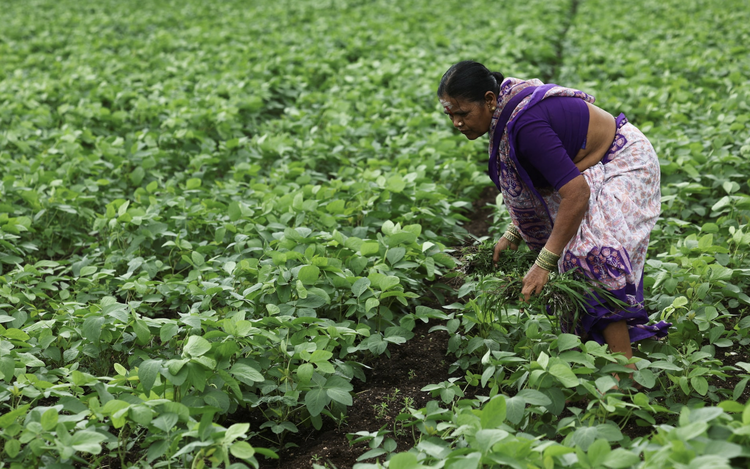 India's ethanol drive imperils its push for edible oil self-sufficiency
