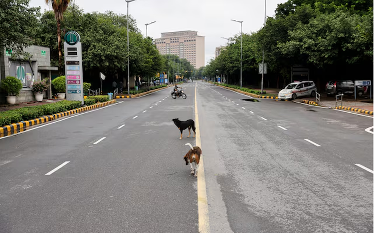 India's top court orders Delhi authorities to move stray dogs to shelters