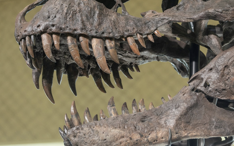 Biomechanics study shows how T. rex and other dinosaurs fed on prey