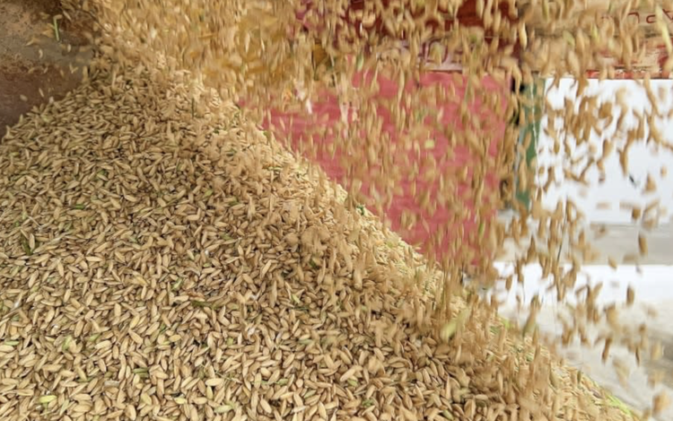 Vietnamese rice grower helps tackle Cuba's food shortage